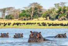 A trip to West Nile Uganda IMG Hippo Family on the West Nile, Uganda. Uganda Safari Travel Guide