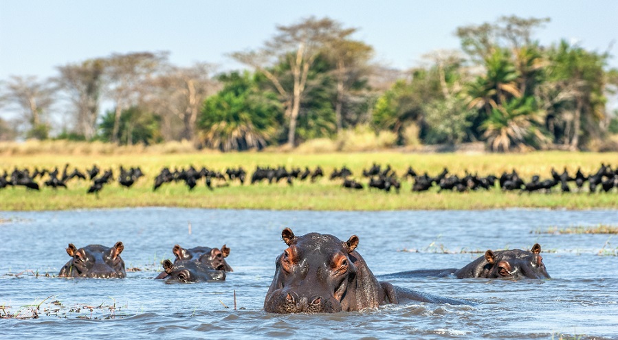 IMG Hippo Family on the West Nile, Uganda. Uganda Safari Travel Guide