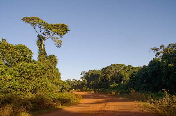 IMG Bugala Island Forest Reserve