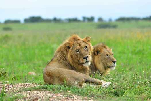 Uganda's lion tracking experience