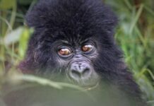Cost of Gorilla Permits Cost of Gorilla Permits
