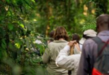 How does a safari day in Uganda look like? A day on safari in Uganda