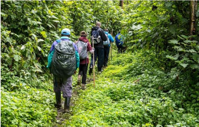 Gorilla Tracking at Bwindi Impenetrable N.P.