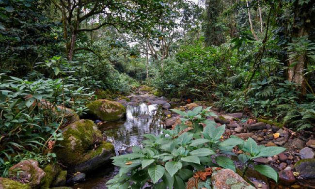 Rainforest at Bwindi Impenetrable N.P.