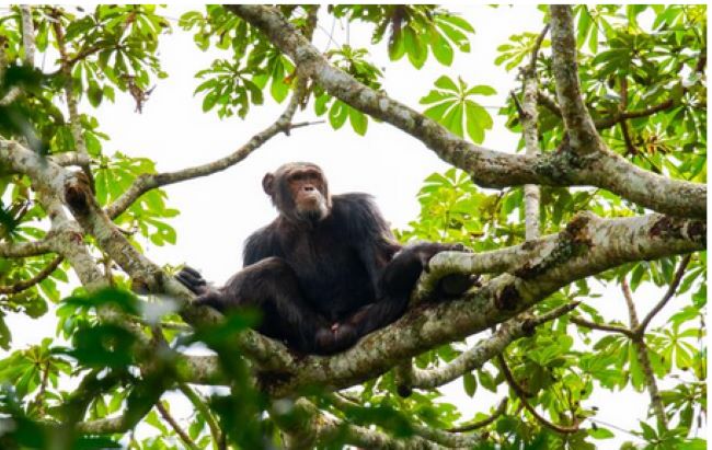 Chimpanzee at Kibale National Park