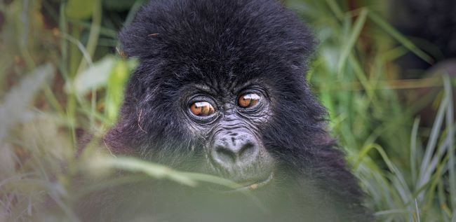 Gorilla at Bwindi Impenetrable N.P.