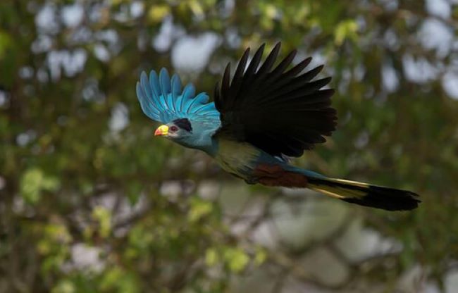 Bird, Kibale National Park