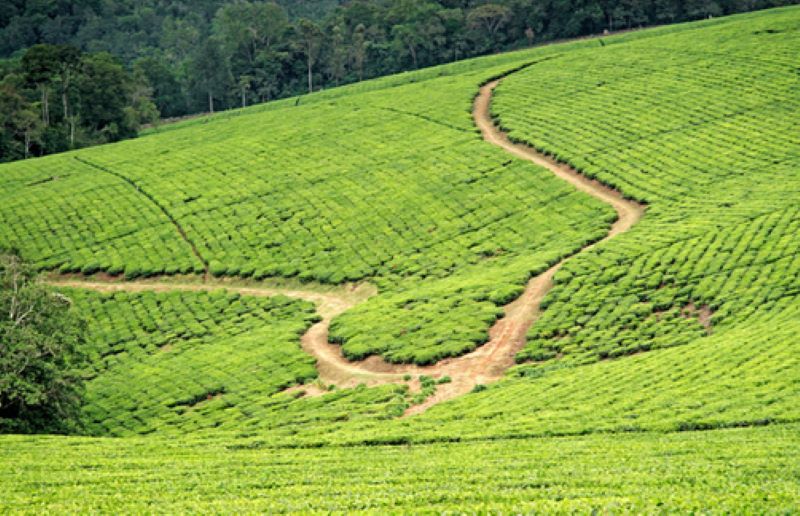 Tea Plantation in Kibale N.P.