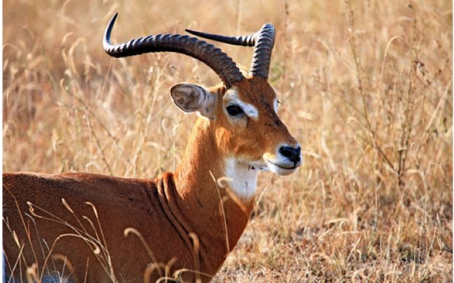 Impala, Queen Elizabeth National Park