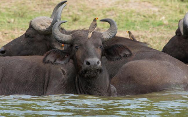 African Buffalos at Queen Elizabeth National Park