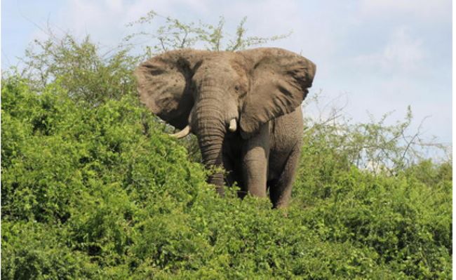 African Bush Elephant, Queen Elizabeth National Park