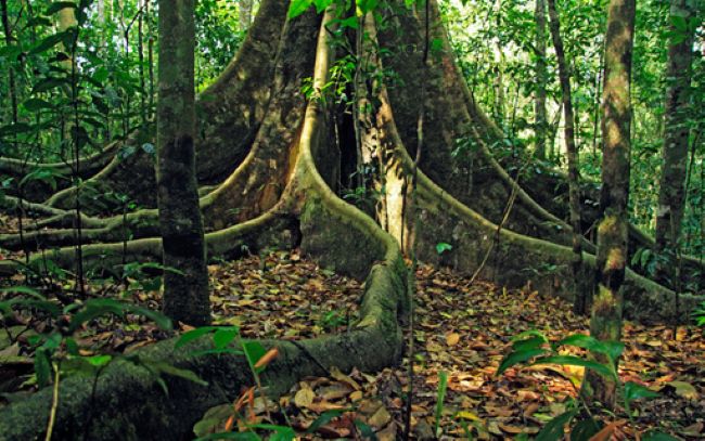 Tree in Kibale National Park